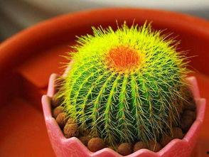 仙人球吃瓜娱乐,瓜果乐园的奇幻之旅