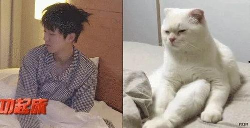 娱乐吃瓜君五条喵,揭秘娱乐圈五大热门事件背后的真相