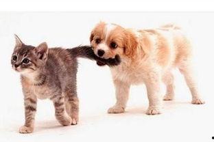 娱乐吃瓜酱爸爸的宠物,揭秘明星宠物的趣味生活